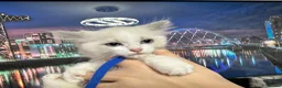 Ragdoll cats for sale: Gorgeous Ragdoll kittens - Advert 15