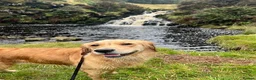 Golden Retriever dogs for sale: ✨EXCEPTIONAL KC GOLDEN RETRIEVER PUPPIES✨ - Advert 5