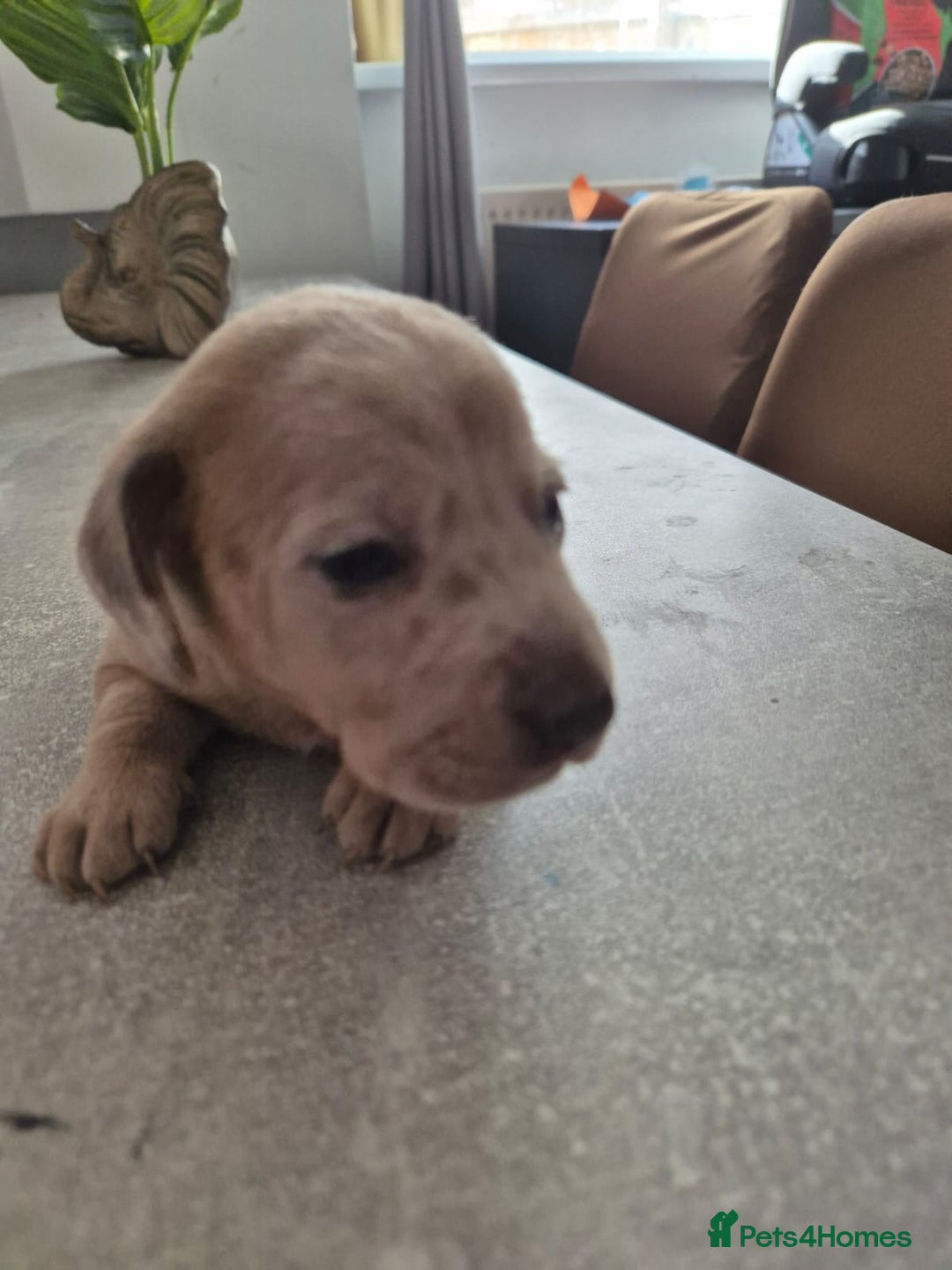 Dachshund dogs for sale: Dachounds - Image 19
