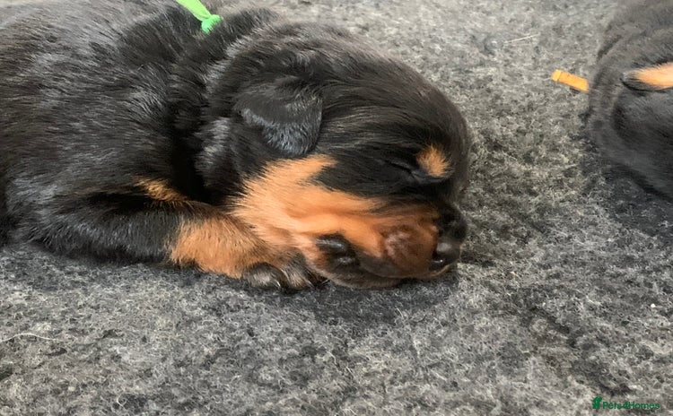 Rottweiler dogs - Advert 1