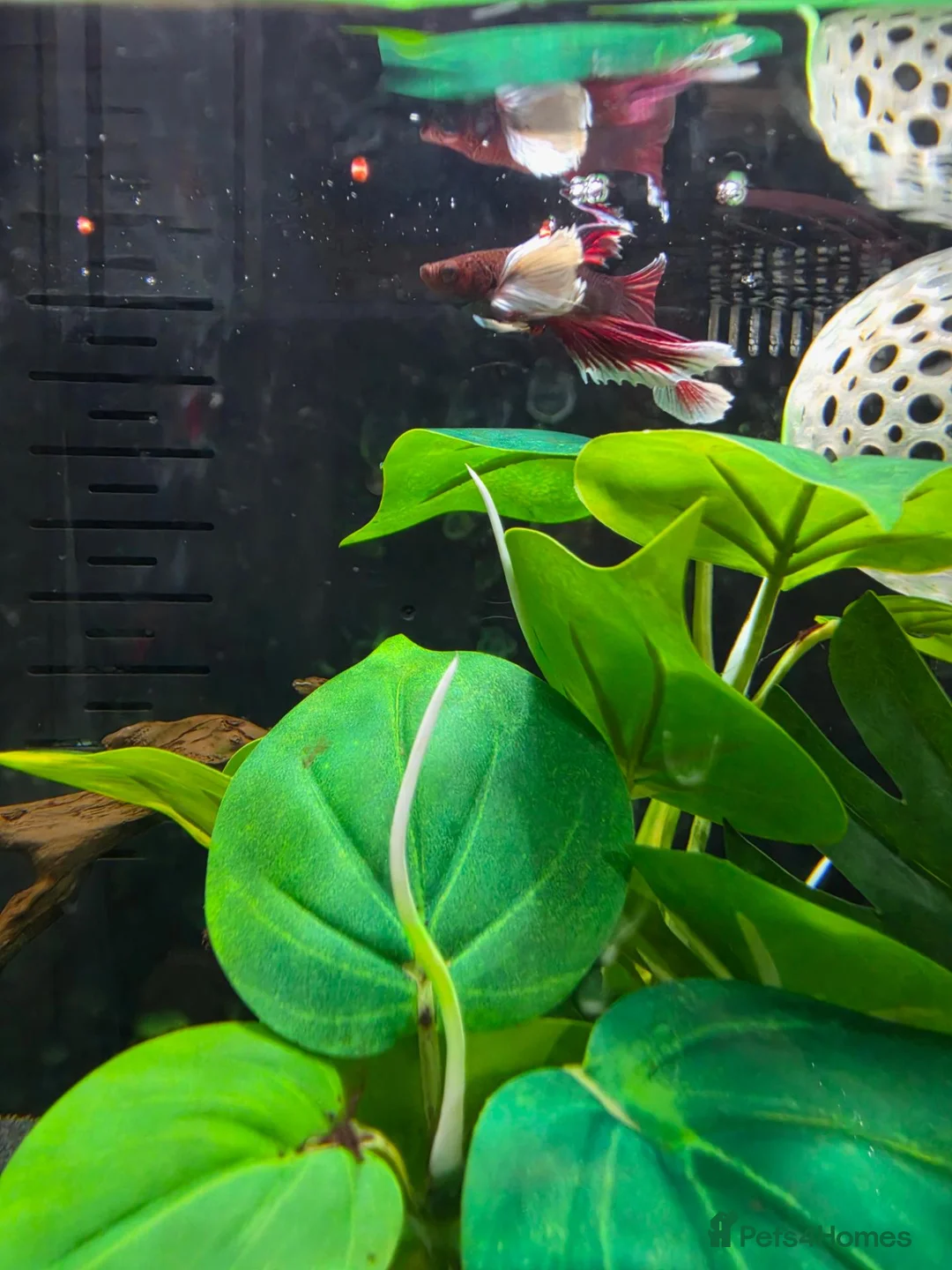 Bettas fish for sale: Full betta setup - Advert 2