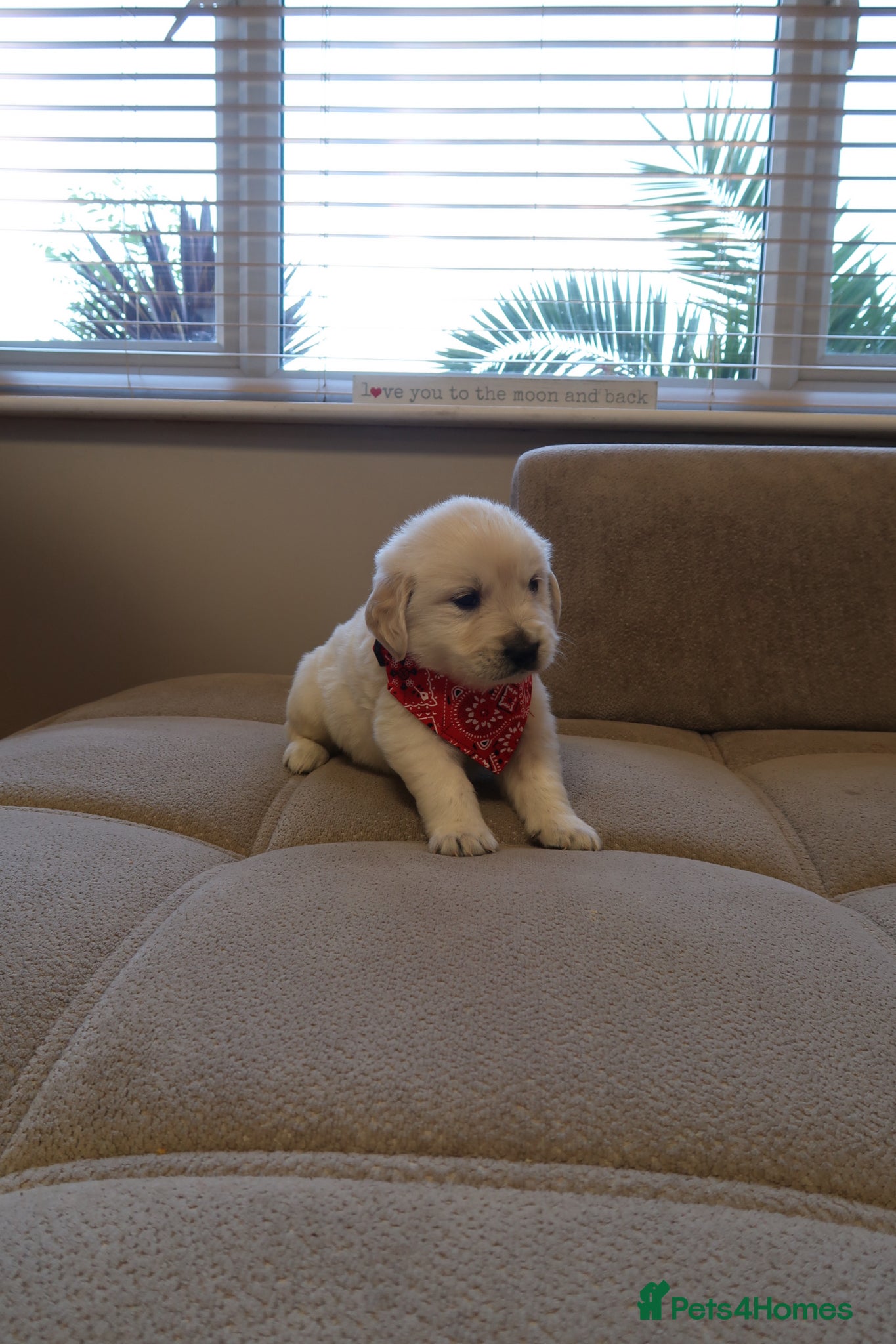 Golden Retriever dogs for sale: Pure bread puppies - Advert 15