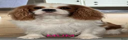 Cavalier King Charles Spaniel dogs for sale: Beautiful KC Cavalier King Charles Spaniel Puppies in Bristol - Advert 4