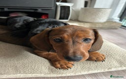 Miniature Dachshund dogs for sale: 1X Male Miniature Dachshund left  - READY TO GO - Image 25