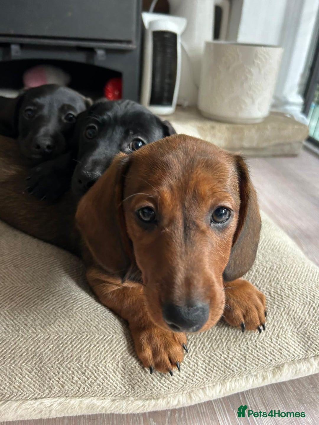 Miniature Dachshund dogs for sale: 1X Male Miniature Dachshund left  - READY TO GO - Image 25