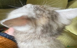 Mixed Breed cats for sale: Silver tabby and cream chinchilla kittens - Image 8