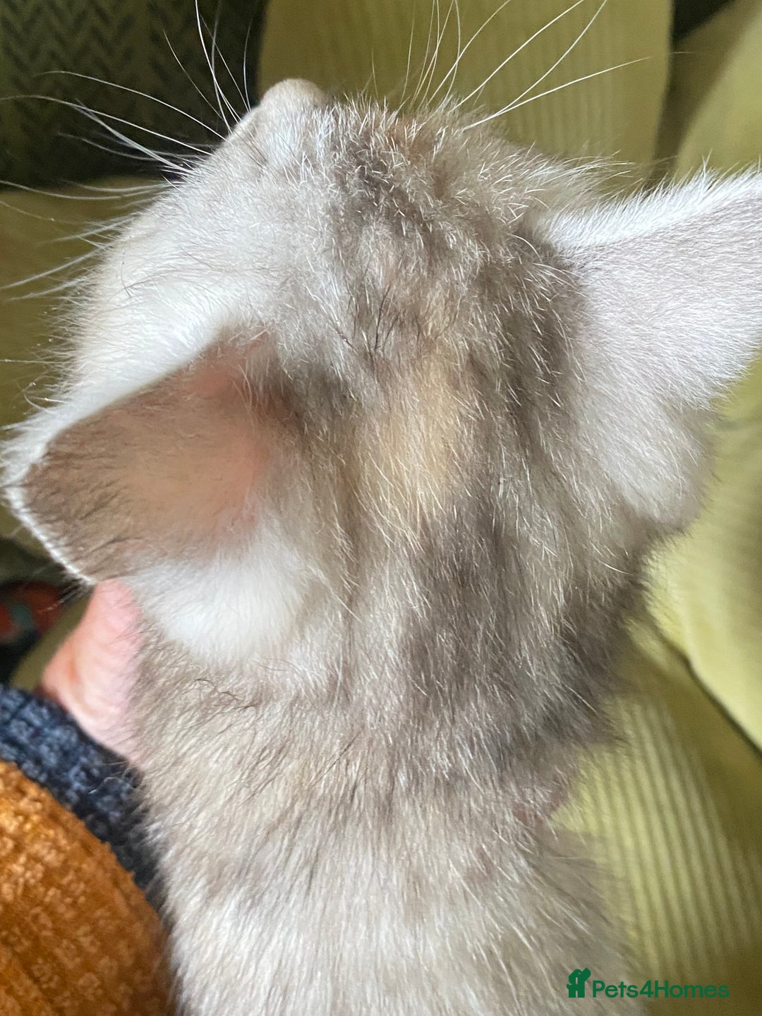 Mixed Breed cats for sale: Silver tabby and cream chinchilla kittens - Image 8