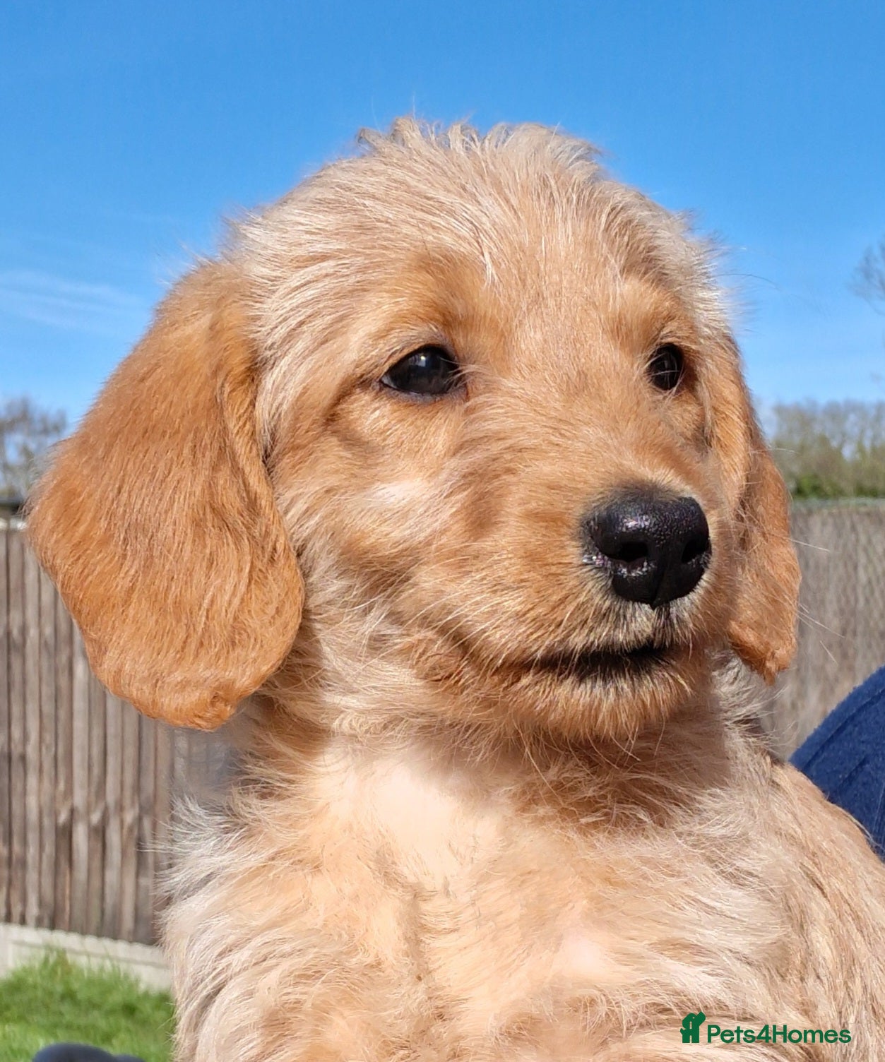 Labradoodle dogs Miniature Labradoodle Puppies - Advert 1