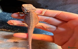 Bearded Dragon reptiles for sale: Baby beared dragons  - Image 1