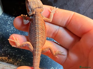 Bearded Dragon reptiles Two special Baby beared dragons one has extra toe - Advert 5