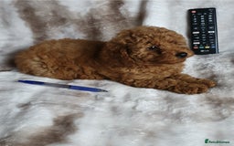 Toy Poodle dogs for sale: KC red Toy Poodle, DNA tested, champion bloodline - Image 17