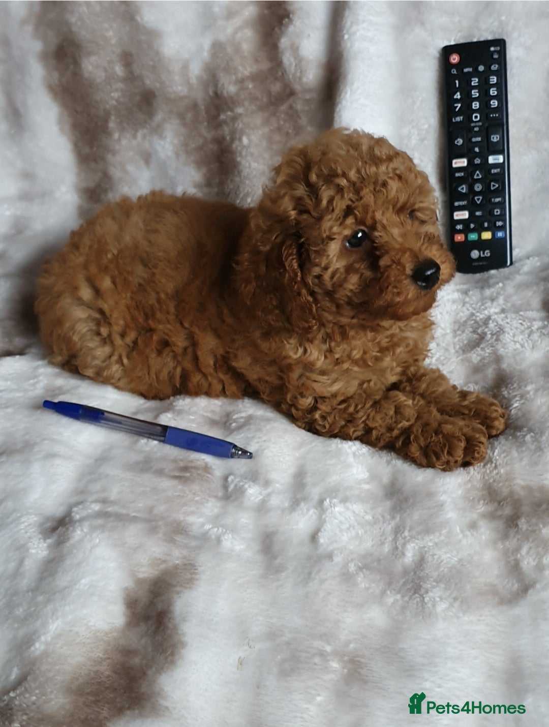 Toy Poodle dogs for sale: KC red Toy Poodle, DNA tested, champion bloodline - Image 17