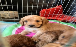 Cockapoo dogs for sale: Fluffy F1 puppies ready 27-09  - Image 1