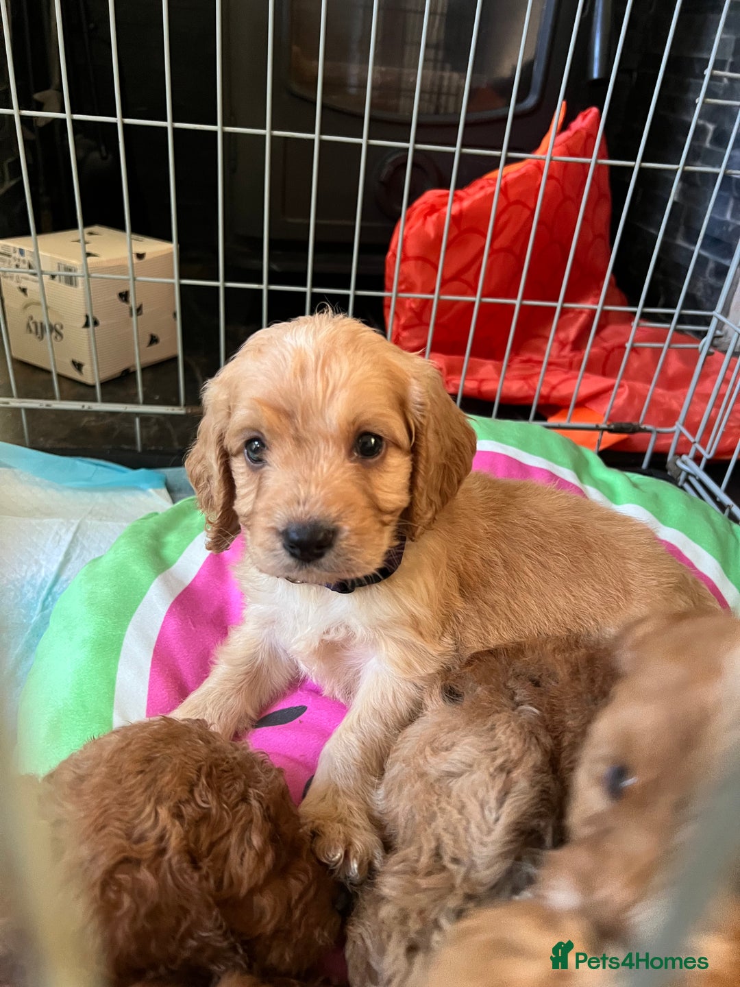 Cockapoo dogs for sale: Fluffy F1 puppies ready 27-09  - Image 1