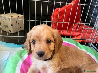 Cockapoo dogs - Advert 36