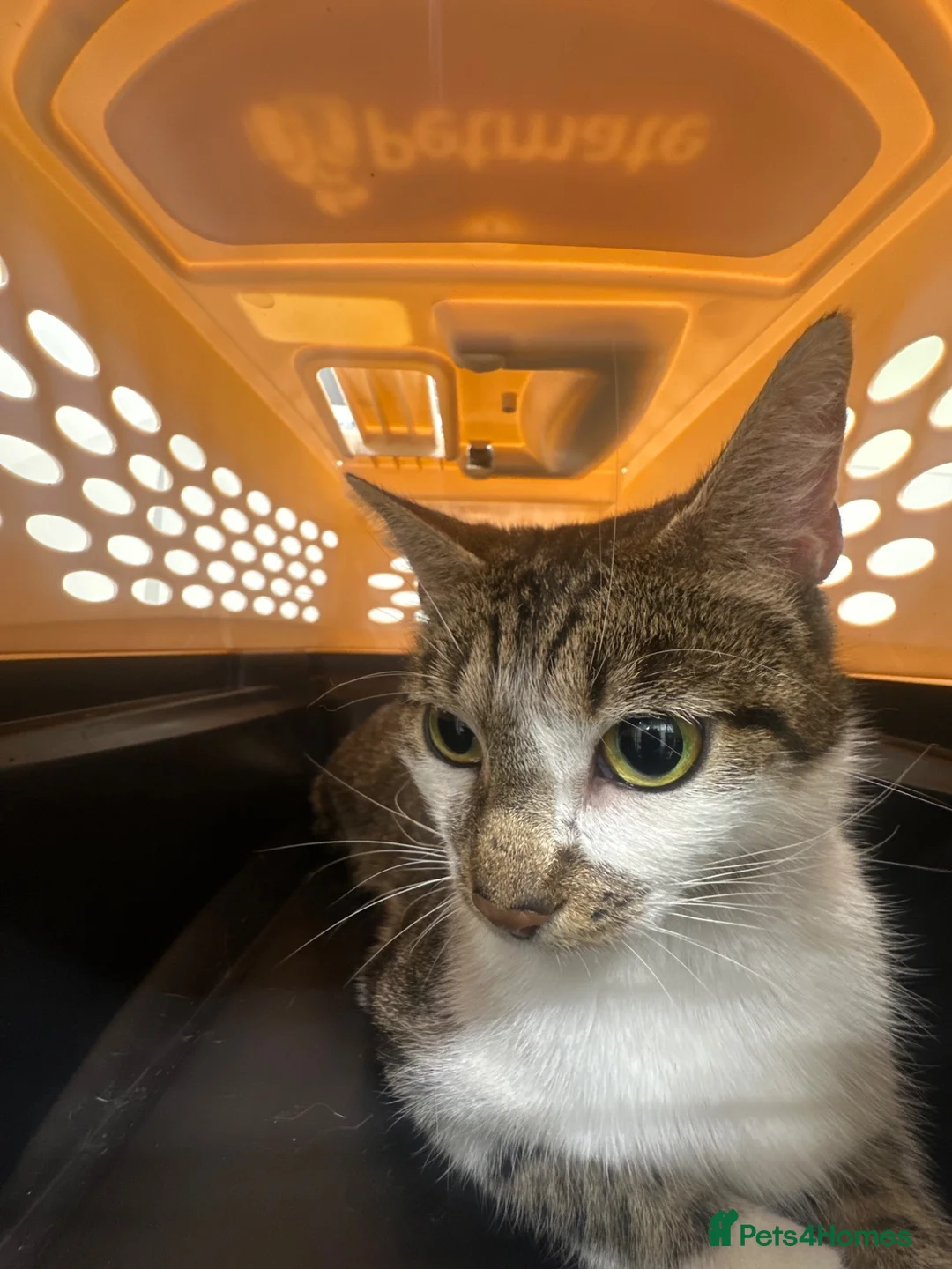 Mixed Breed cats for sale: Ready to Leave Now – Two Beautiful Female Kittens  - Advert 10