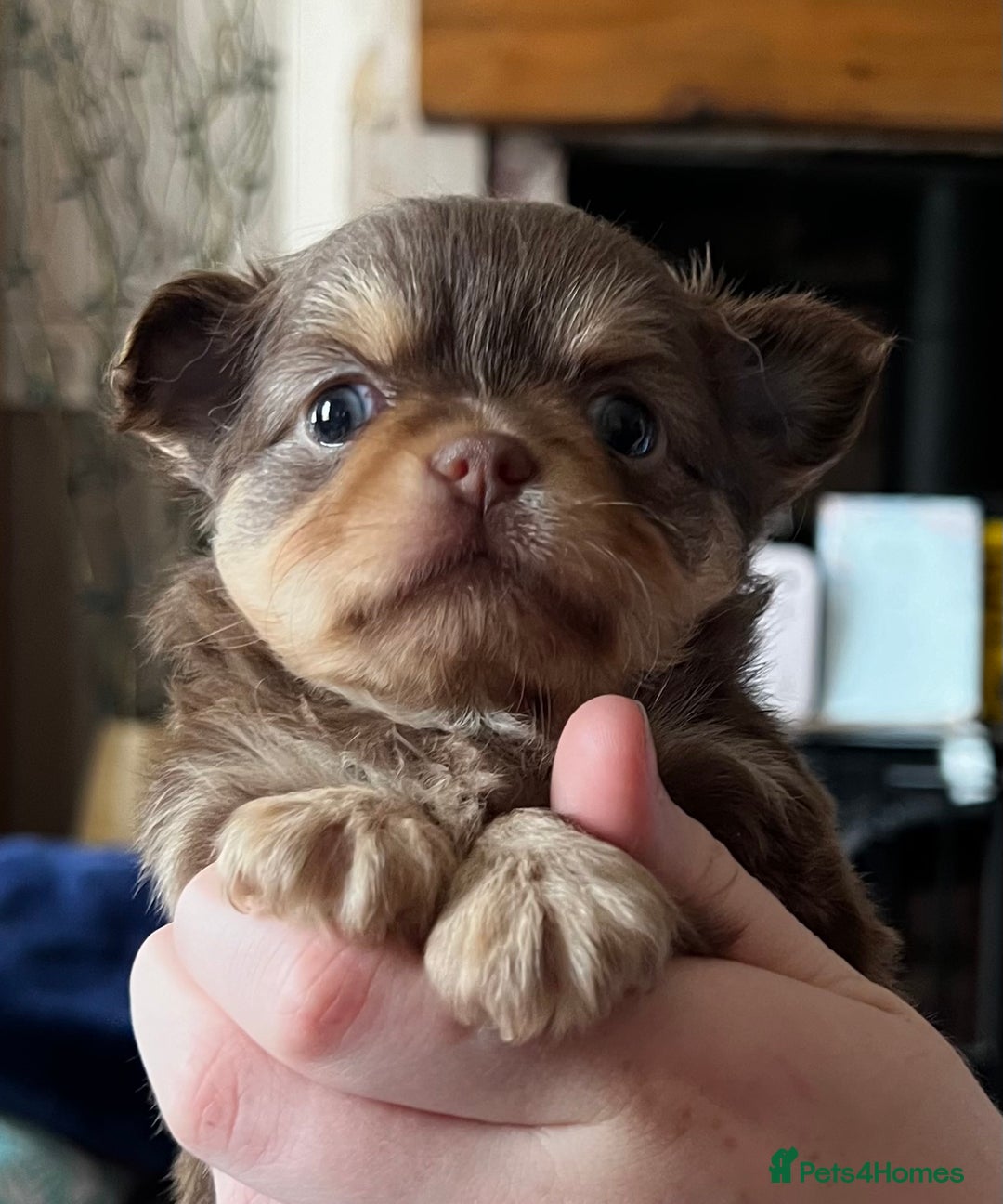 Chihuahua dogs for sale: ** Absolutely stunning small Chihuahuas ** - Image 9