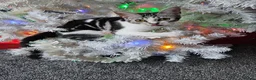American Shorthair cats for sale: 2 beautiful 3 year old cats  - Advert 6