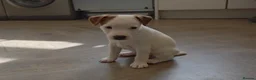 Jack Russell dogs for sale: Exquisite litter of Jack Russell Pups 🐾  - Advert 28