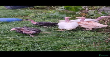 Chickens poultry - Advert 12