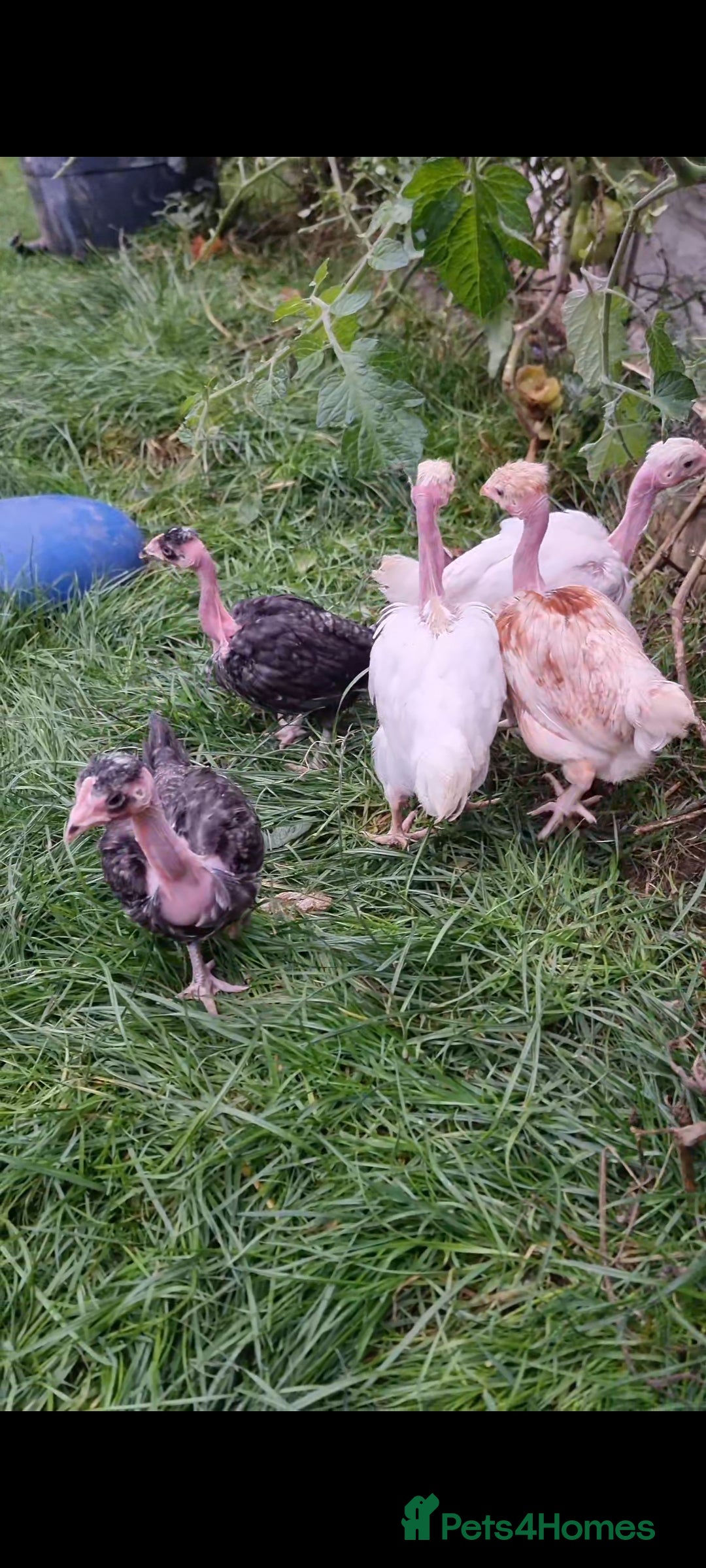 Chickens poultry for sale: Transylvanian Naked Neck Chicks - Image 2
