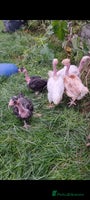Chickens poultry - Advert 14