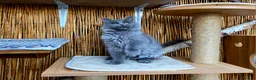 Maine Coon cats for sale: 2 Stunning GCCF Kittens Available.  - Advert 30
