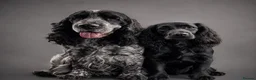 Cocker Spaniel dogs for sale: Lovely Cocker Spaniel Puppies  - Advert 17