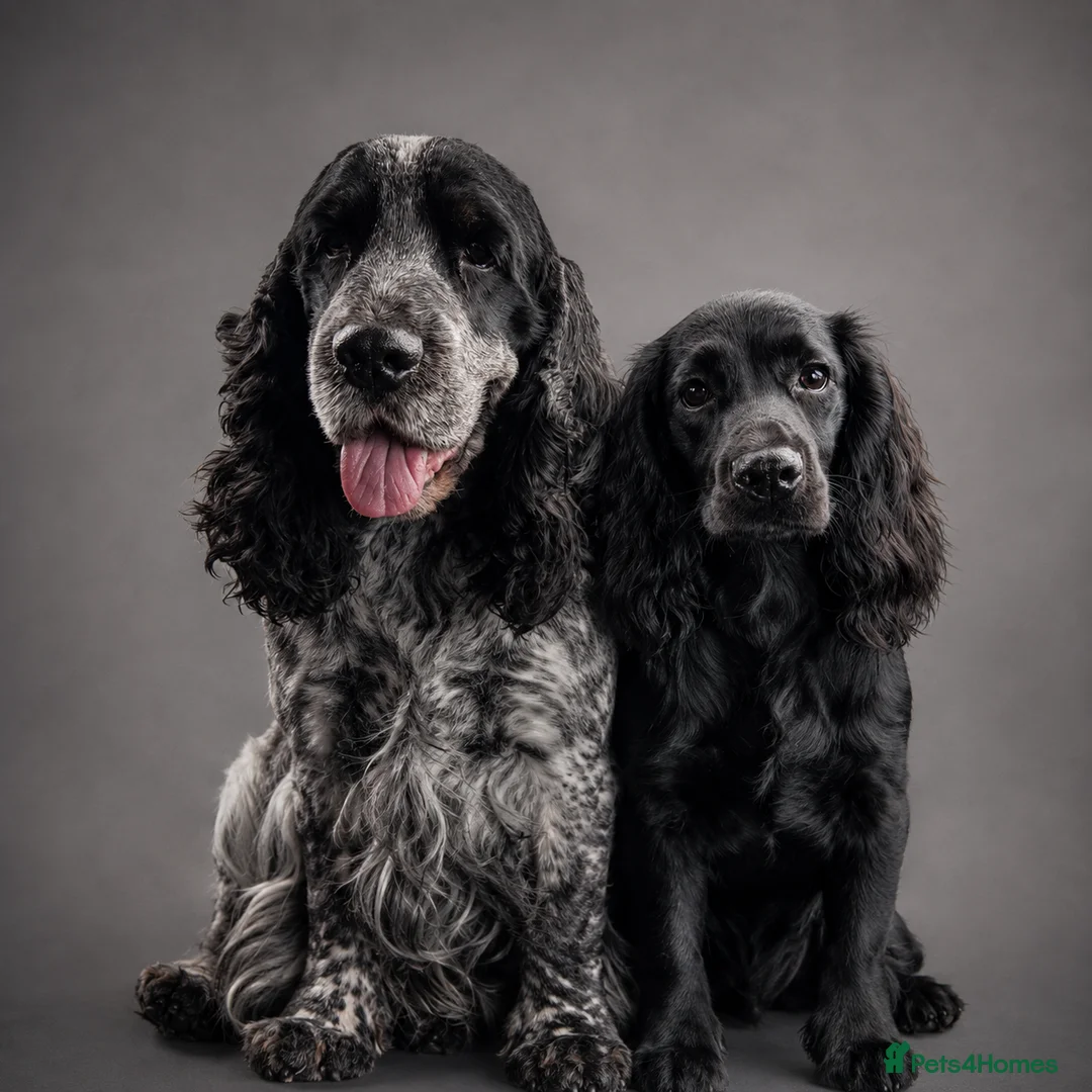 Cocker Spaniel dogs for sale: Lovely Cocker Spaniel Puppies  - Advert 17