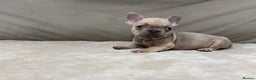 French Bulldog dogs for sale:  KC Registered French Bulldog Puppies - Advert 7