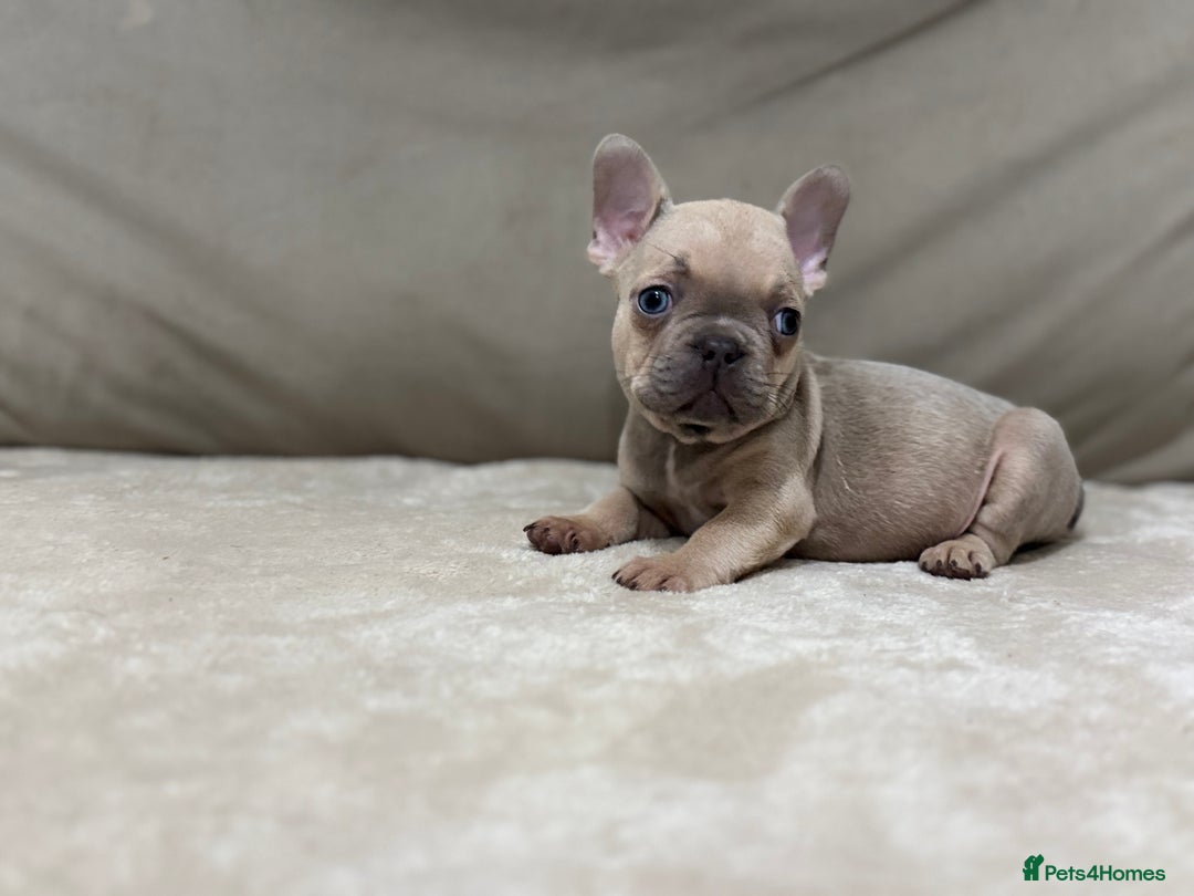 French Bulldog dogs for sale:  KC Registered French Bulldog Puppies - Advert 7
