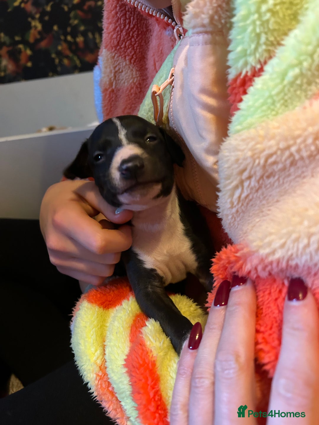 Italian Greyhound dogs for sale: Italian greyhound pups  - Advert 16