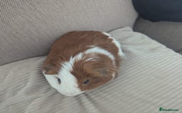 Guinea Pig rodents for sale: 2 Male Guinea Pigs - Image 8