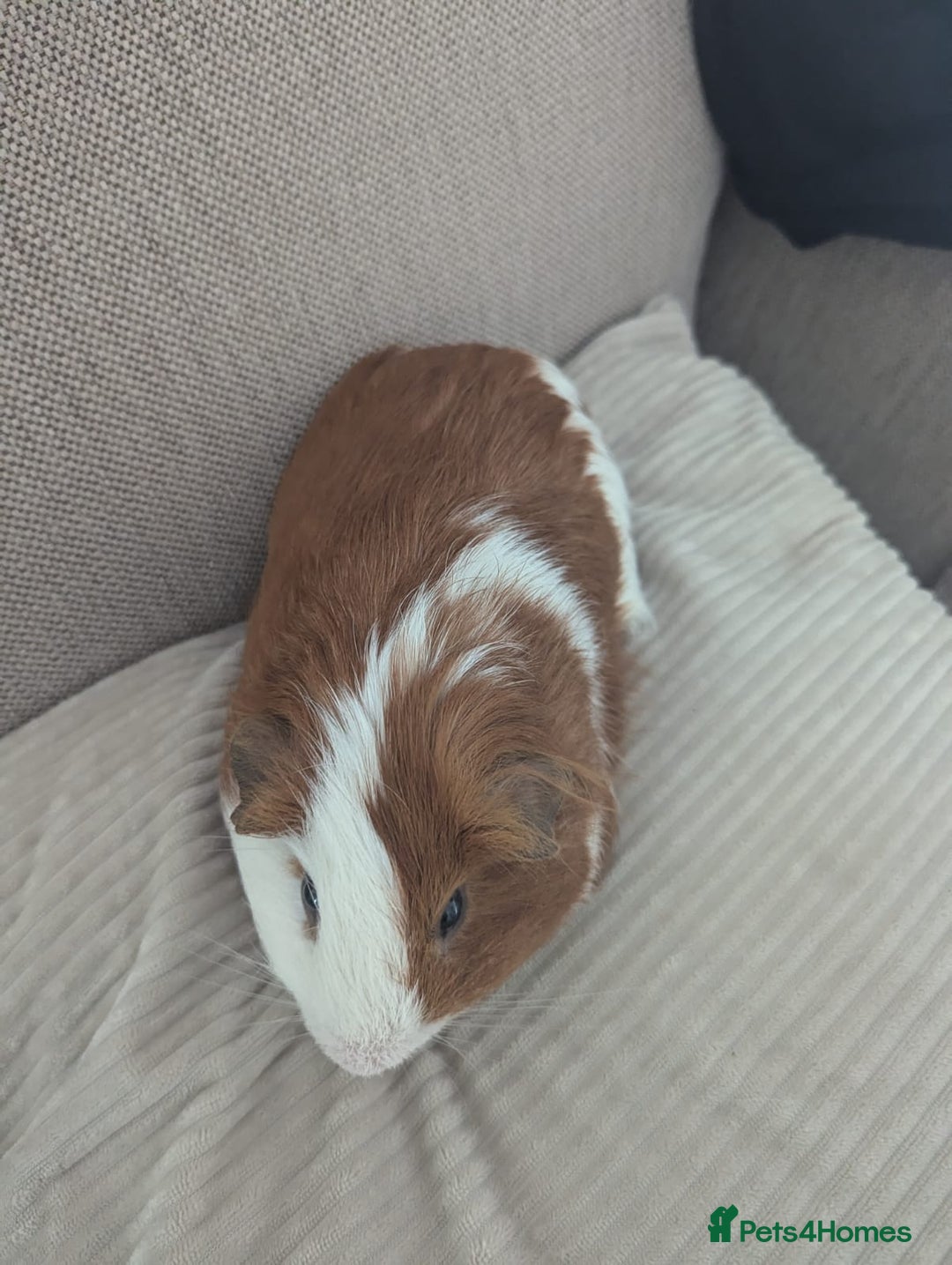 Guinea Pig rodents for sale: 2 Male Guinea Pigs - Image 8