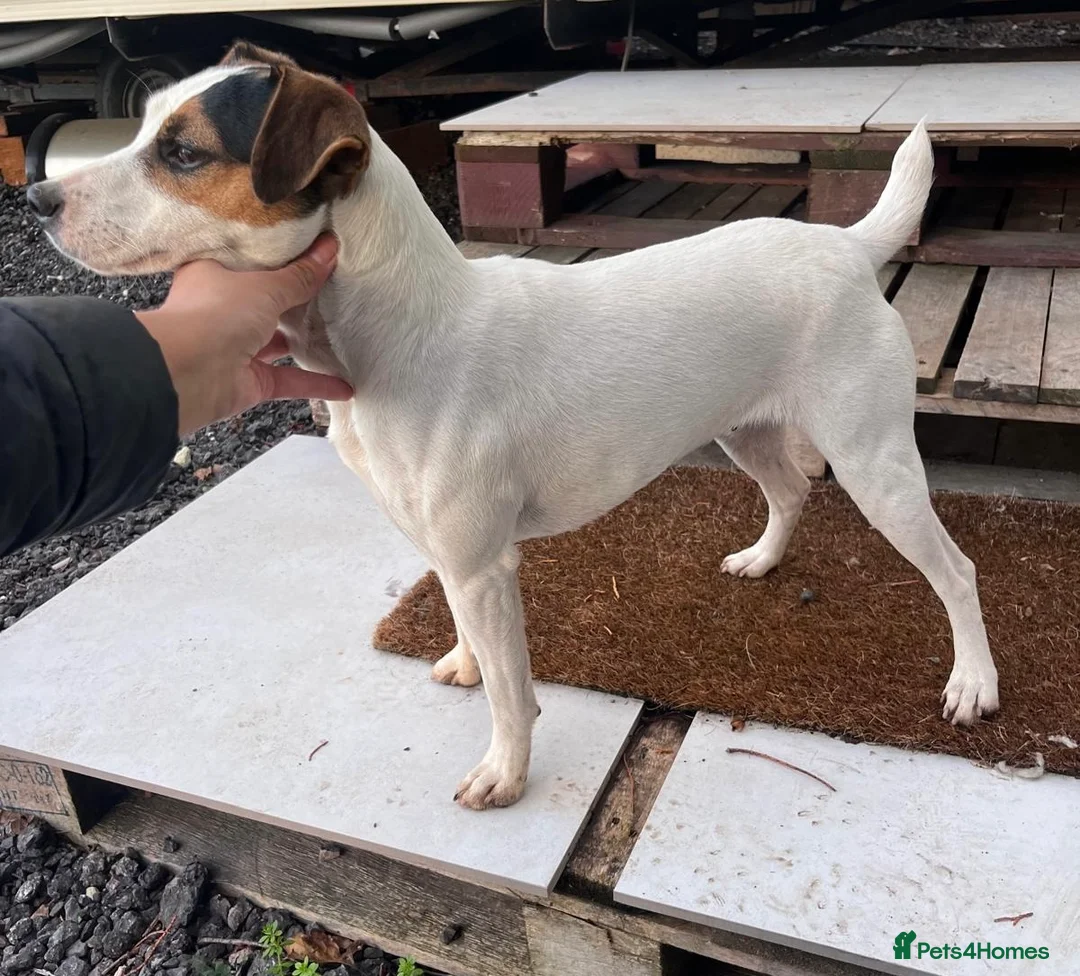Jack Russell dogs for sale: Lovely small jack Russell pups  - Advert 11