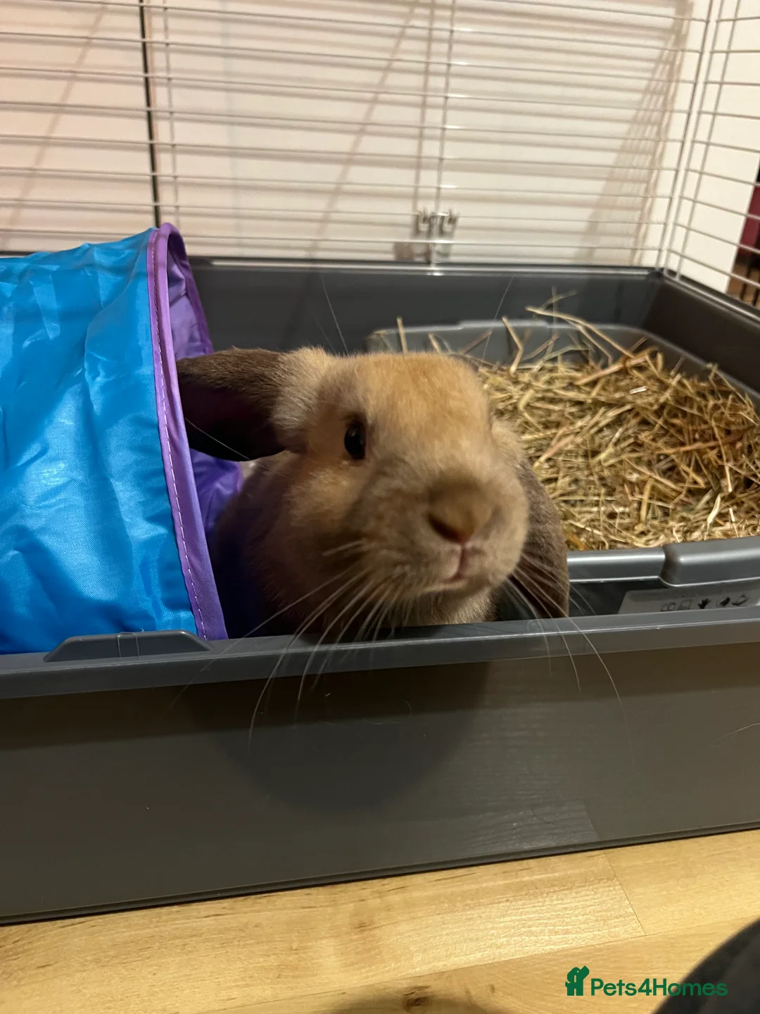 Mixed Breed rabbits for sale: Handsome male half lop! Read description  in Swindon - Advert 1
