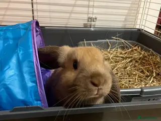 Mixed Breed rabbits Handsome male half lop! Read description in Swindon - Advert 4