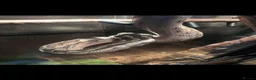 Python Snake reptiles for sale: Carpet python approx 10 ft - Advert 2
