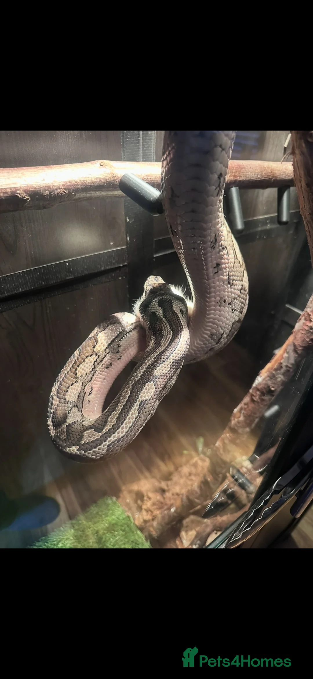 Python Snake reptiles for sale: Carpet python approx 10 ft - Advert 2