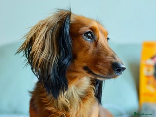 Miniature Dachshund dogs - Advert 24