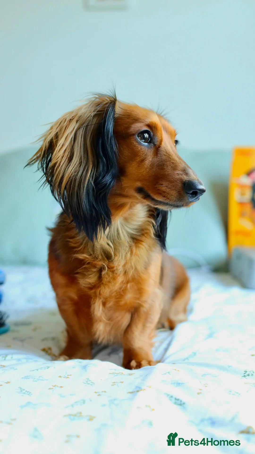 Miniature Dachshund dogs for stud: Meet our beautiful boy Tequila! - Advert 2