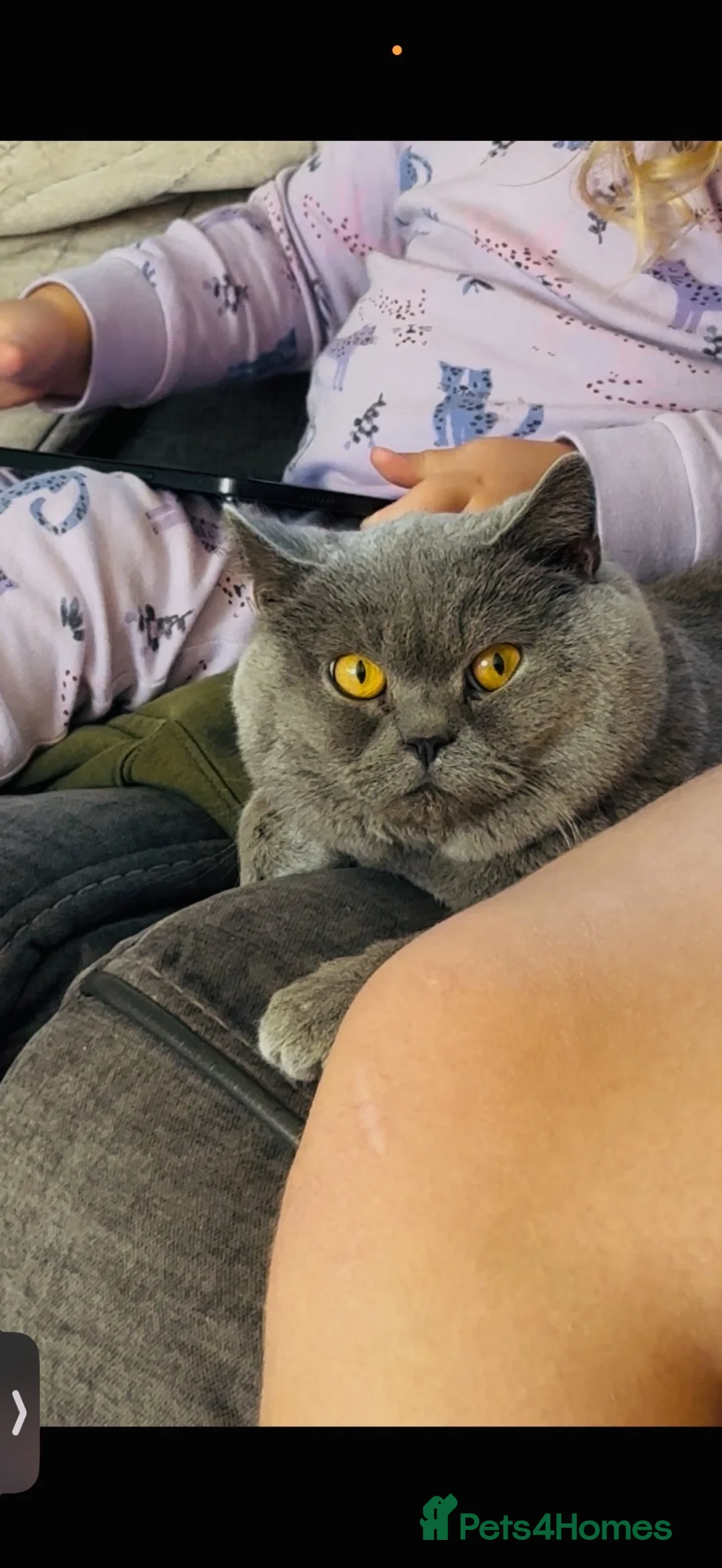 British Shorthair cats for sale: Beautiful Pair of british short hair Cats  - Advert 15