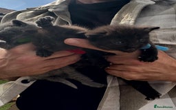 British Shorthair cats for sale: British Shorthair kittens grey/chocolate colours - Image 13