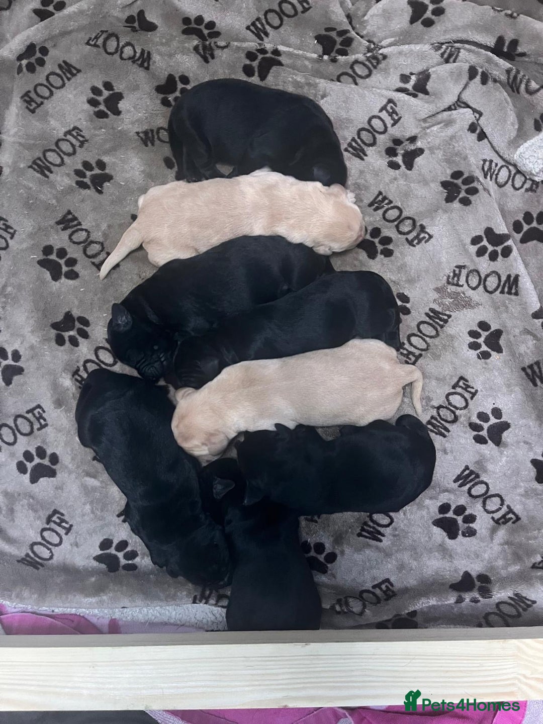Mixed Breed dogs for sale: Adorable Sheeprador Pups Ready for Forever Homes! - Advert 10