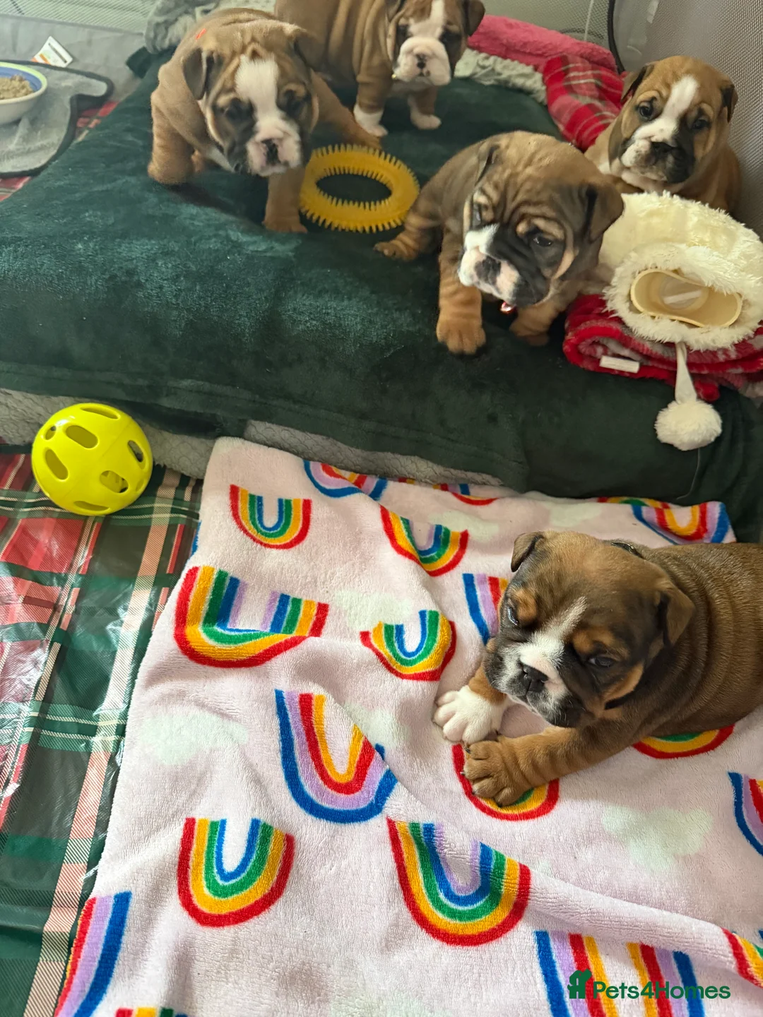 English Bulldog dogs for sale: 🌸💙 top blood line English bulldogs 🌸💙❤️ - Advert 7