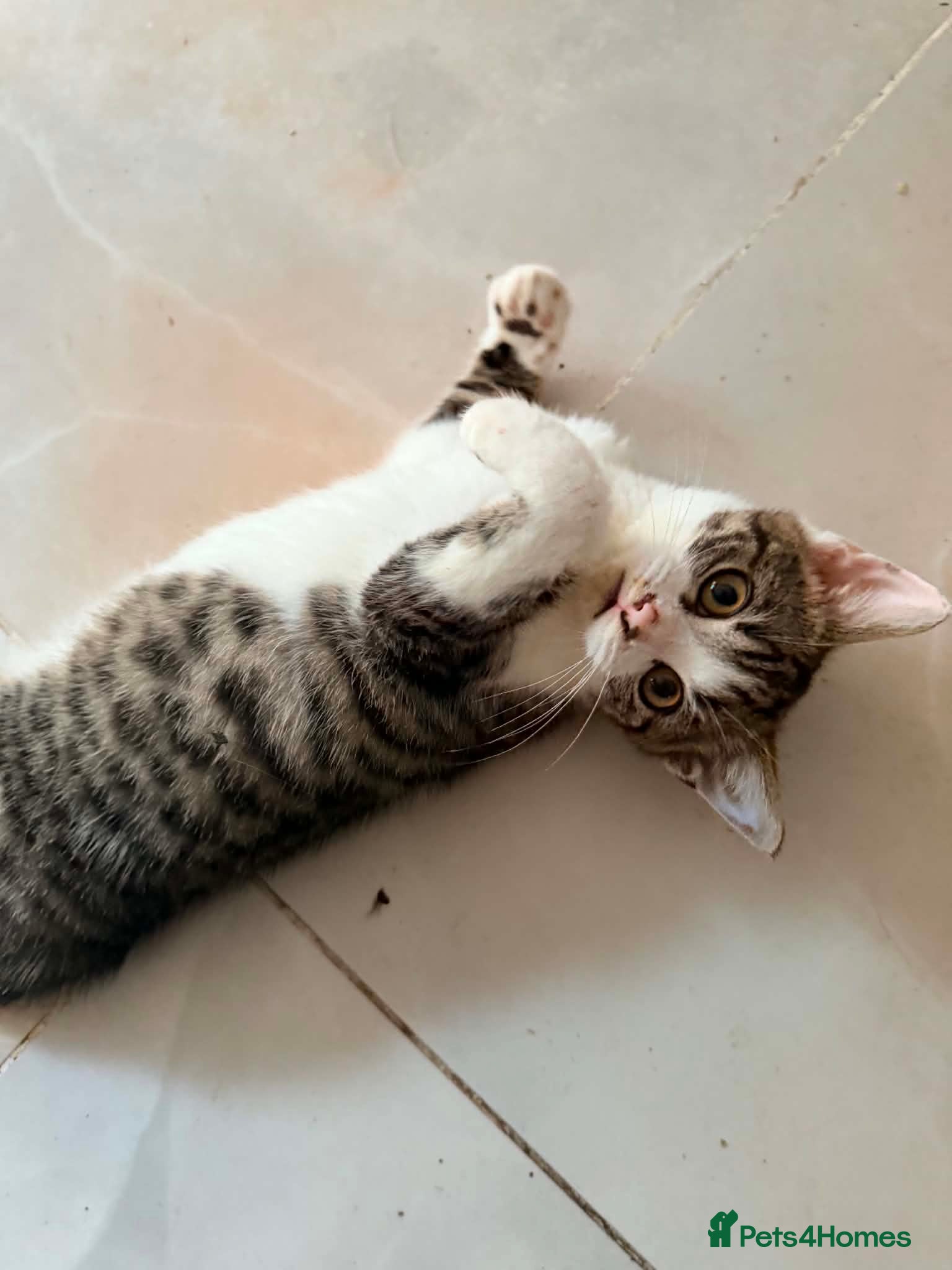 British Shorthair cats for sale: PURE BSH BOY KITTEN - ONLY £75! - Advert 2