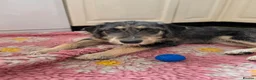 Mixed Breed dogs for sale: Beautiful family raised Husky x Springador Puppies - Advert 10