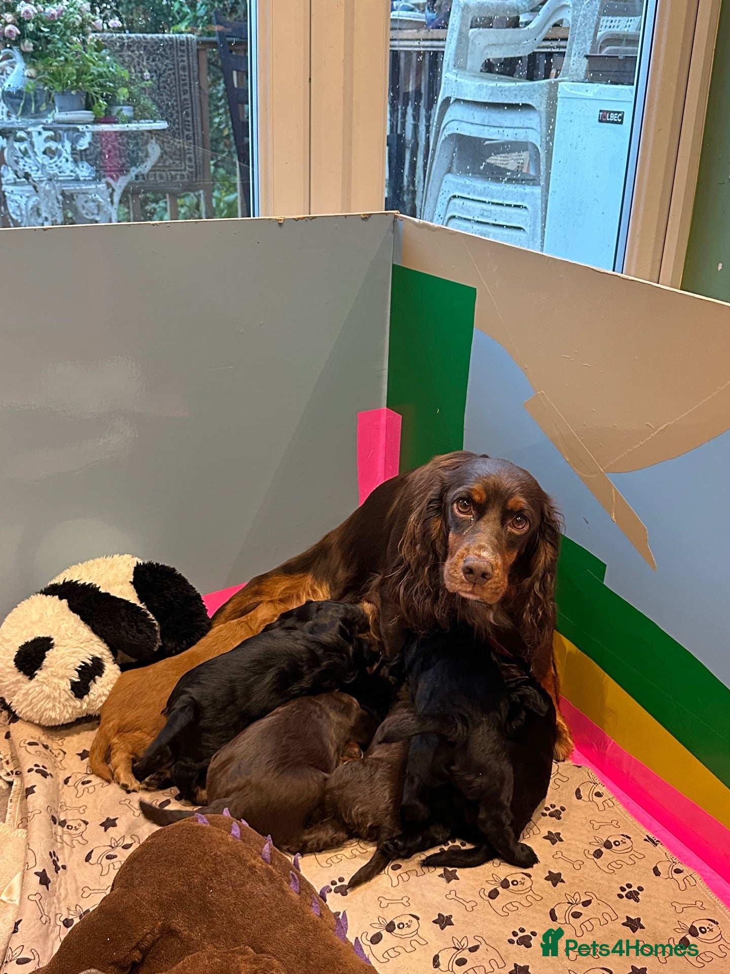Cocker Spaniel dogs for sale: Working cocker spaniel puppies for sale - Advert 2