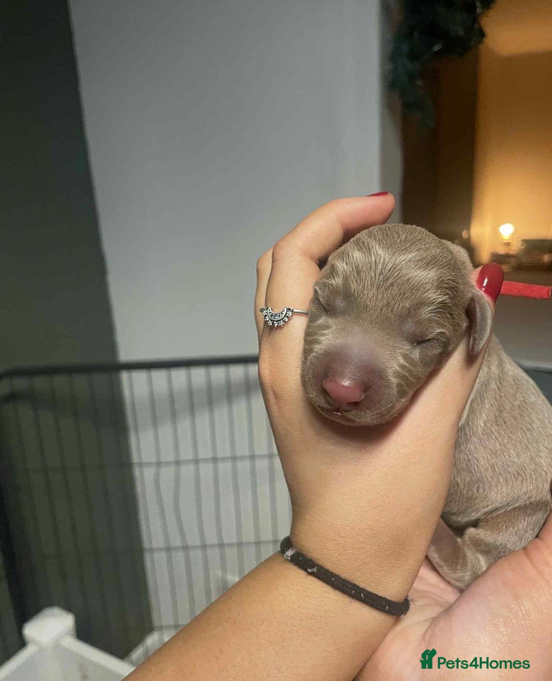 Dobermann dogs for sale: Chocolate & Isabella Doberman puppies for sale  - Advert 10