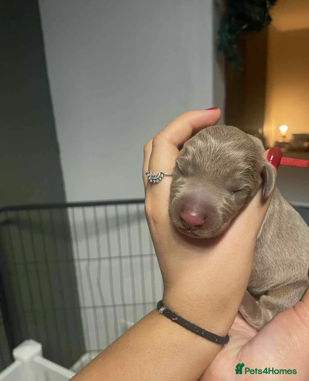 Dobermann dogs for sale: Chocolate & Isabella Doberman puppies for sale  - Advert 11